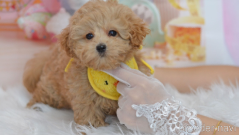成約済の埼玉県のミックス犬-320206の30枚目