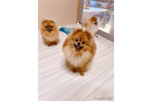 シュークリームちゃん1枚目