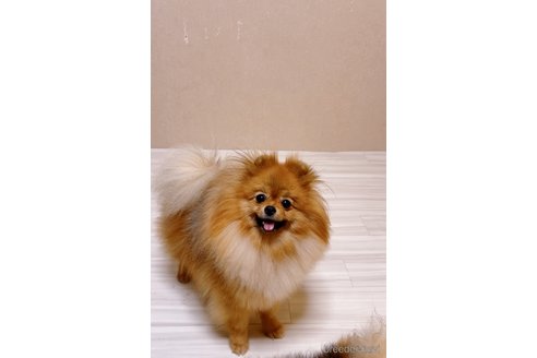シュークリームちゃん1枚目