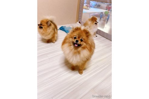 シュークリームちゃん1枚目