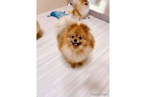 シュークリームちゃん1枚目