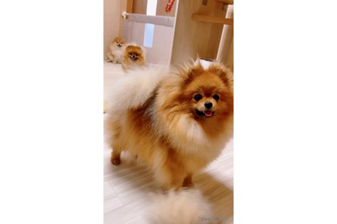 シュークリームちゃん1枚目