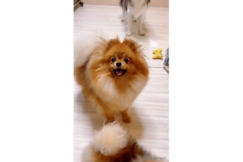 シュークリームちゃん1枚目