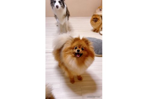 シュークリームちゃん1枚目