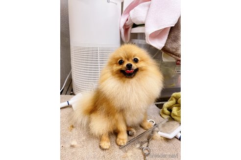 蜂蜜ちゃん1枚目