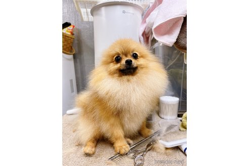 蜂蜜ちゃん1枚目