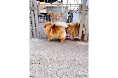 チェリーちゃん1枚目