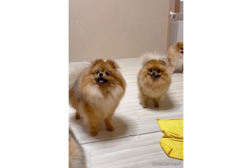 チェリーちゃん1枚目