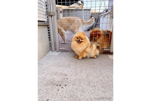 チェリーちゃん1枚目