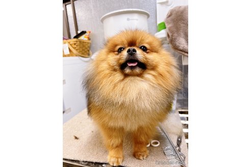 大福くんくん1枚目