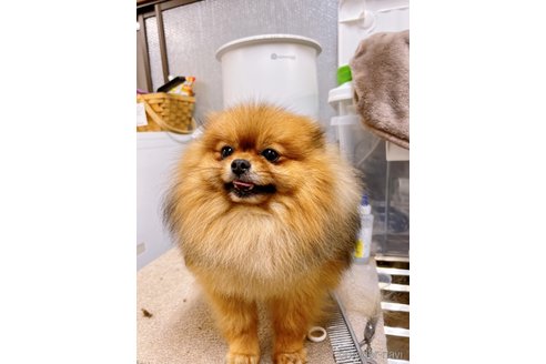 大福くんくん1枚目