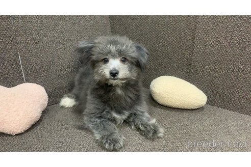 成約済の東京都のミックス犬-303790の17枚目