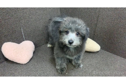成約済の東京都のミックス犬-303790の18枚目