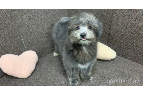 成約済の東京都のミックス犬-303790の16枚目