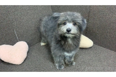 成約済の東京都のミックス犬-303790の15枚目