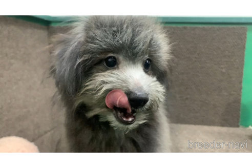 成約済の東京都のミックス犬-303790の14枚目
