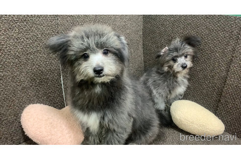 成約済の東京都のミックス犬-303790の13枚目
