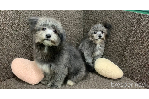 成約済の東京都のミックス犬-303790の12枚目