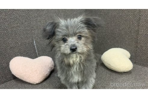 成約済の東京都のミックス犬-303776の17枚目