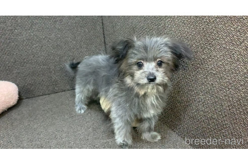 成約済の東京都のミックス犬-303776の21枚目