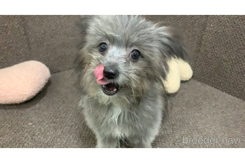 成約済の東京都のミックス犬-303776の20枚目