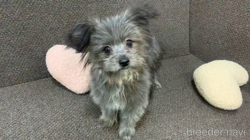 成約済の東京都のミックス犬-303776の19枚目