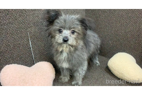 成約済の東京都のミックス犬-303776の18枚目