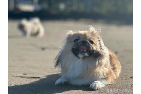 むぎちゃん1枚目