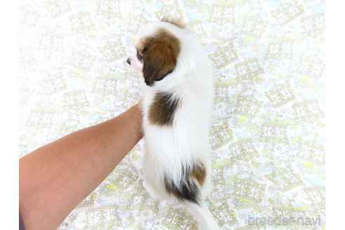 成約済の千葉県のパピヨン-321456の9枚目