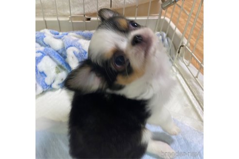 成約済の埼玉県のチワワ(ロングコート)-325247の4枚目