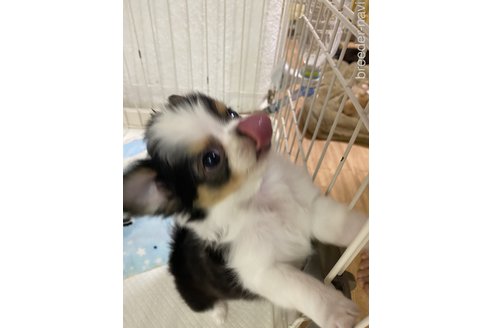 成約済の埼玉県のチワワ(ロングコート)-325247の2枚目