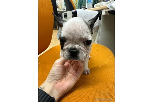 成約済の千葉県のフレンチブルドッグ-320574の6枚目