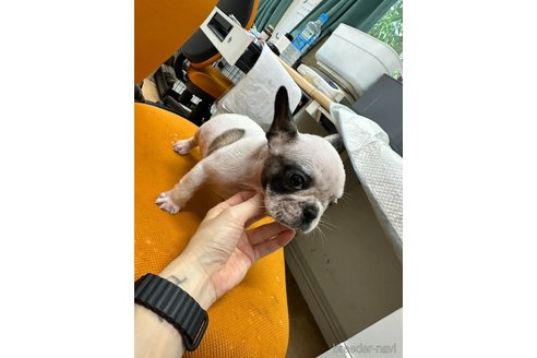 成約済の千葉県のフレンチブルドッグ-320574の4枚目