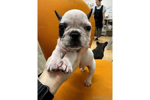 成約済の千葉県のフレンチブルドッグ-320574の2枚目