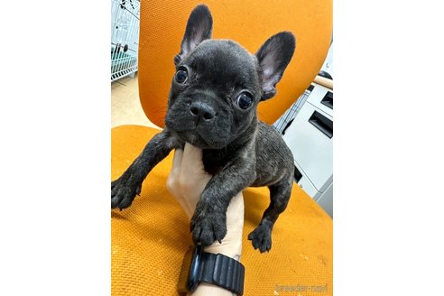成約済の千葉県のフレンチブルドッグ-326390の15枚目