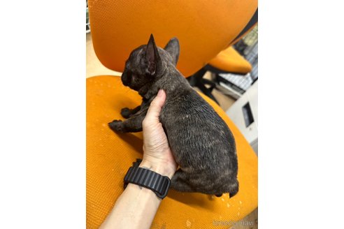 成約済の千葉県のフレンチブルドッグ-326390の11枚目