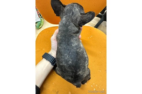 成約済の千葉県のフレンチブルドッグ-326390の14枚目