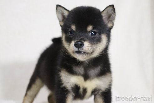 成約済の滋賀県の柴犬-326394の6枚目
