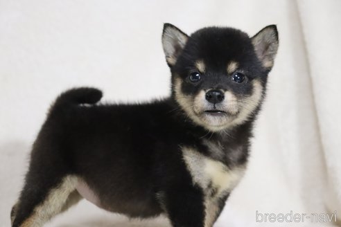 成約済の滋賀県の柴犬-326394の5枚目