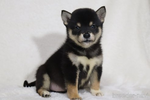 成約済の滋賀県の柴犬-326394の4枚目