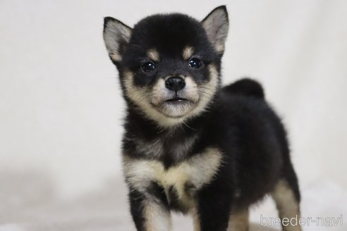 成約済の滋賀県の柴犬-326394の3枚目