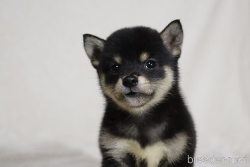 成約済の滋賀県の柴犬-326394の2枚目