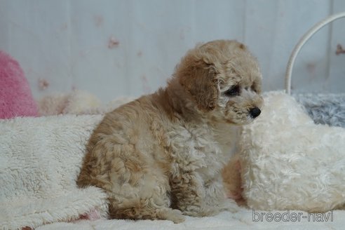 成約済の兵庫県のトイプードル-326402の3枚目