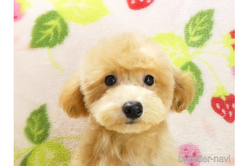 成約済の千葉県のティーカッププードル-303547の2枚目