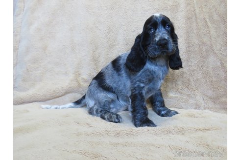 成約済の山口県のイングリッシュコッカースパニエル-325132の3枚目