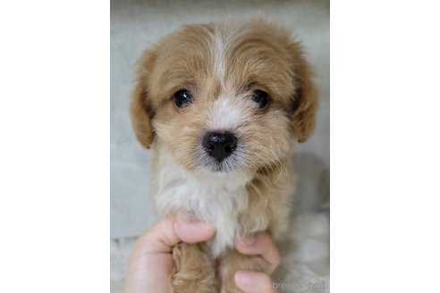 成約済の神奈川県のミックス犬-322009の12枚目