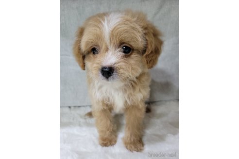 成約済の神奈川県のミックス犬-322009の11枚目