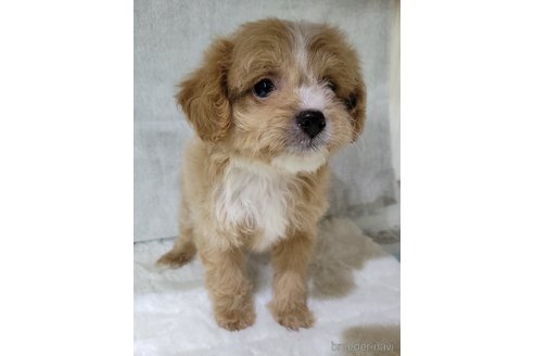 成約済の神奈川県のミックス犬-322009の10枚目
