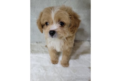 成約済の神奈川県のミックス犬-322009の8枚目