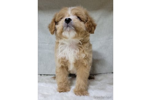 成約済の神奈川県のミックス犬-322009の9枚目